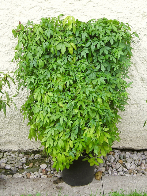 Jiaogulan -Herbe de l'immortalité, Gynostemma pentaphyllum
