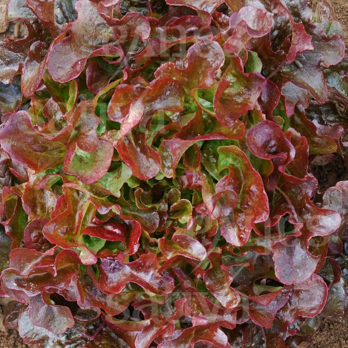 feuille de chene rouge red salad bowl « Lactuca sativa »
