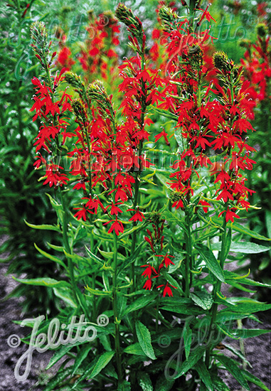 LOBELIA cardinalis Fleur Cardinale