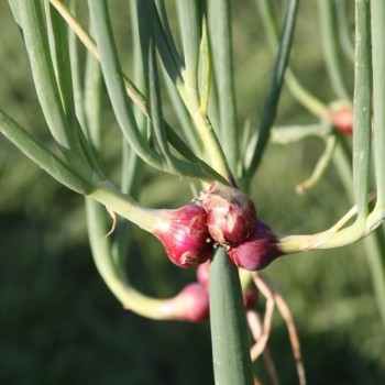 Oignon Rocambole perpétuel « Allium cepa viviparum »