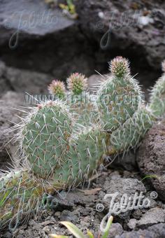Cactus raquette Opuntia polyacantha
