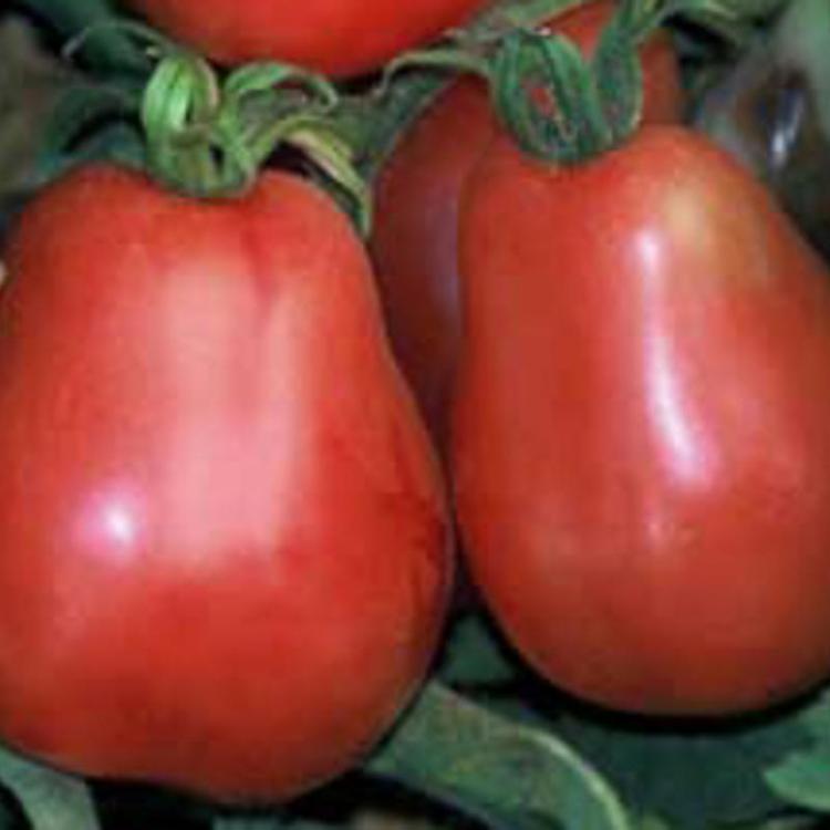Tomate rose poire ukrainienne