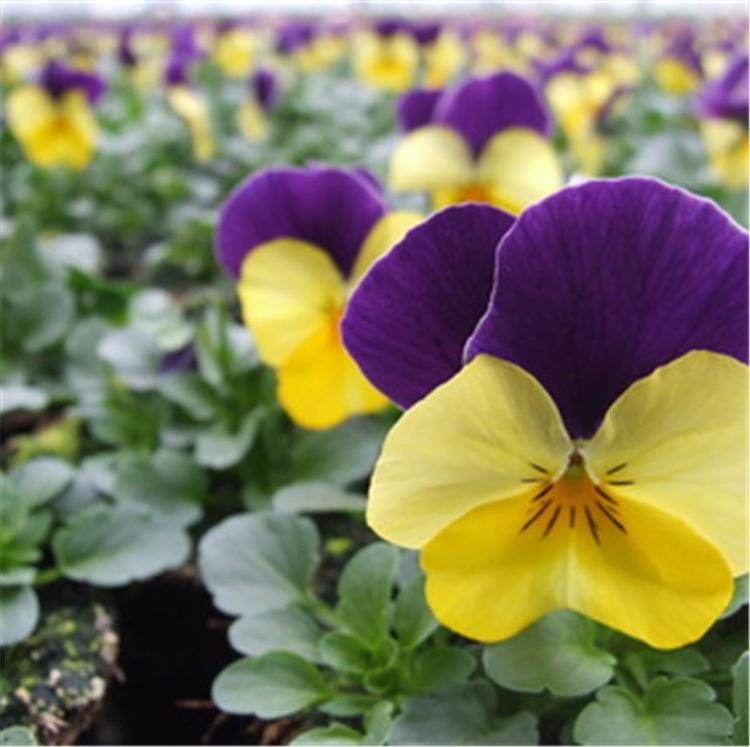 pensee suisse violette et jaune « Viola wittrockiana »