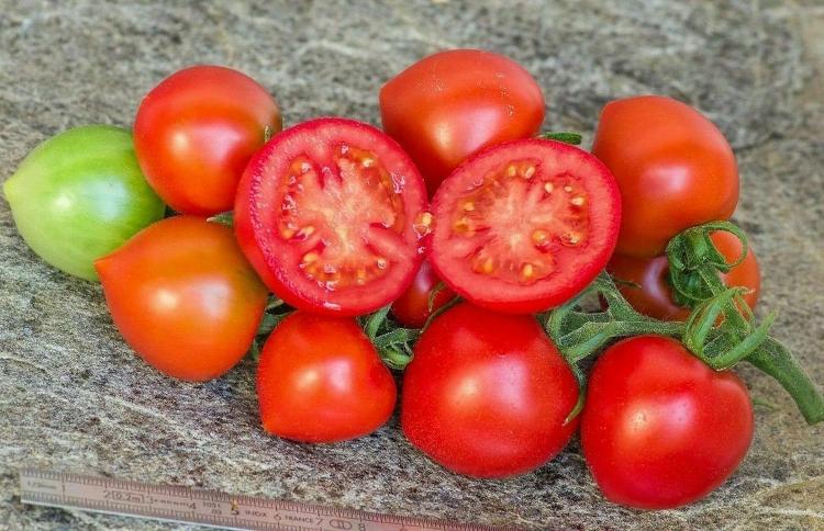 tomate RUTHJE« Solanum esculentum »