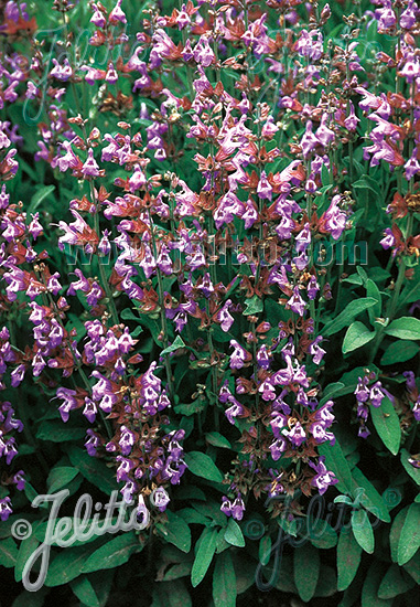 SALVIA lavandulifolia Sauge espagnole (officinalis var. lavandulifolia)