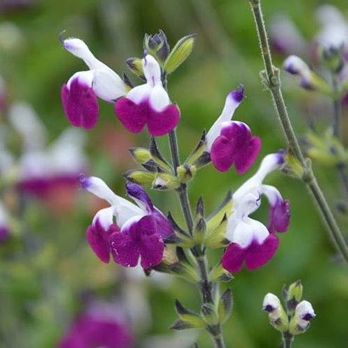 Sauge petite sauge de graham « Salvia microphylla greggii amethyst lips»
