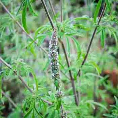 Schizonepeta tenuifolia