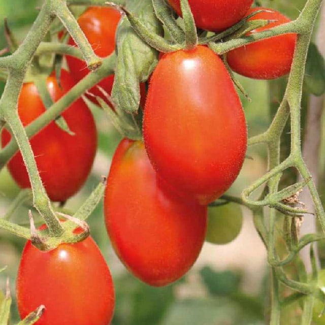 tomate amish paste « Solanum esculentum »