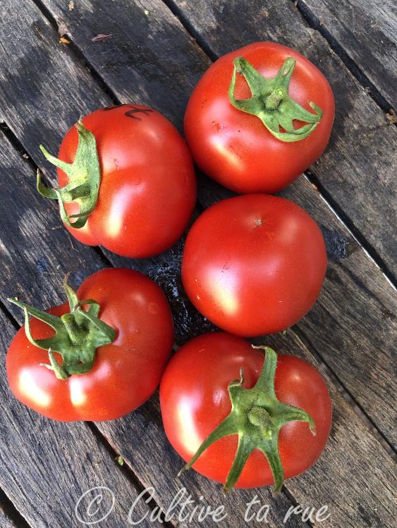 tomate rouge belle de lorraine