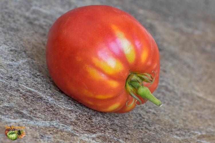 tomate rouge norvegienne