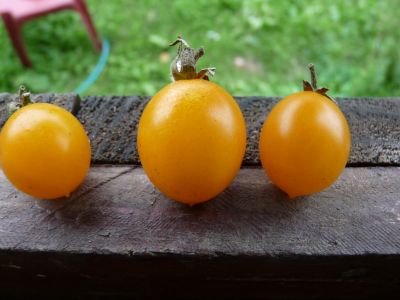Tomate cerise jaune ronde