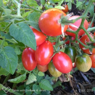 Tomate cerise rose Whippersnapper - précoce