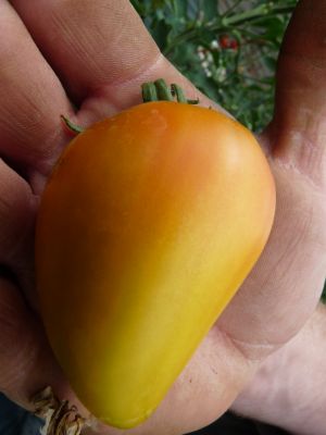 Tomate coeur de boeuf Orange Russian 117