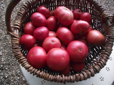 Tomate géante d’Orenbourg