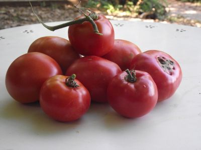 Tomate languedocienne