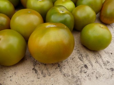 Tomate lime green - mi-saison