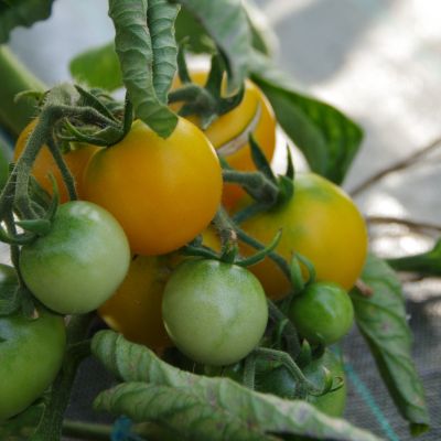 tomate perfection jaune « Solanum esculentum »