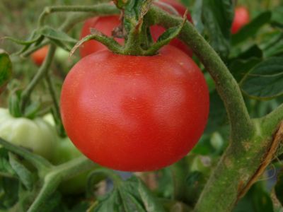 Tomate pomme rouge