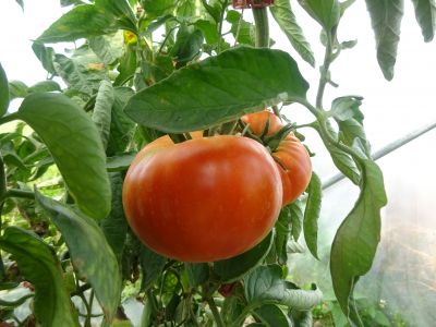 tomate rouge bernadette de rivarennes « Solanum esculentum »