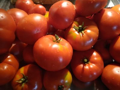 tomate rouge moskovitch « Solanum esculentum »