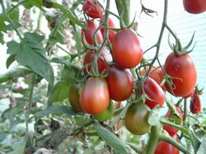 Tomate russe prune noire - mi-saison