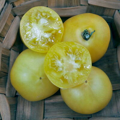 tomate blanche de Picardie « Solanum esculentum »
