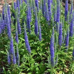 véronique énepis blue shades « Veronica spicata L. »