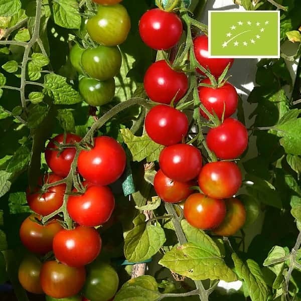 Plant de tomates "delice de jardin" - Plouhinec