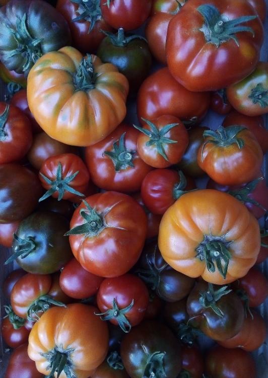 Tomates mélange variétés populations - Plouhinec