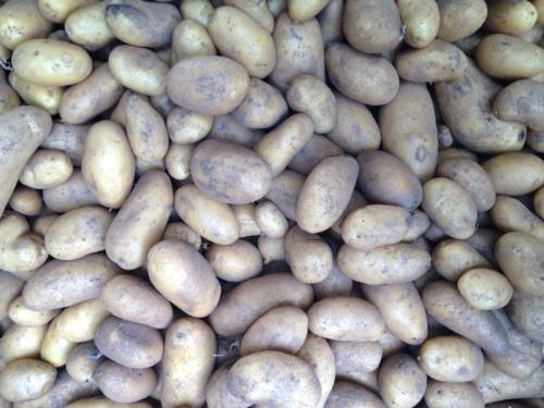 Pommes de terre "Mayflower" sac 5kg - Plouhinec