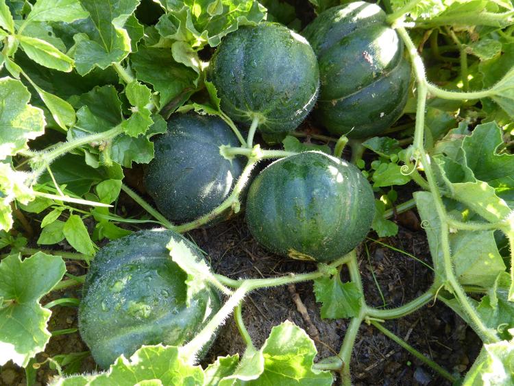 Plant de Melon Petit Gris de Rennes