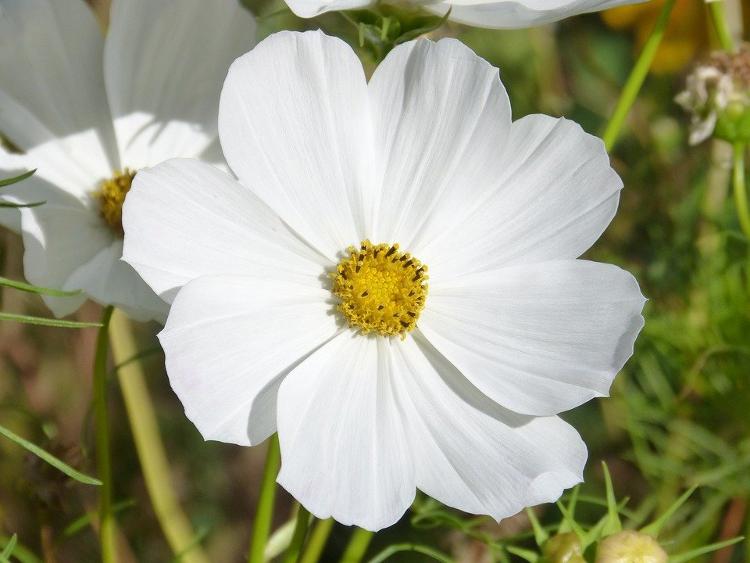 Plant de Cosmos Blanc