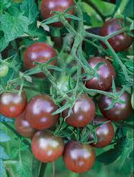 Semences de Tomate Black cherry