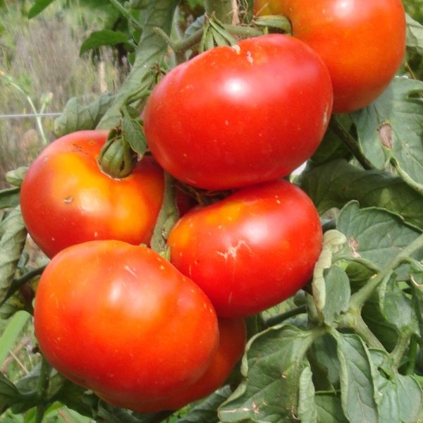 Plant de Tomate Merveille des Marchés