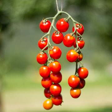 Plant de Tomate cerise "Miel du Mexique"