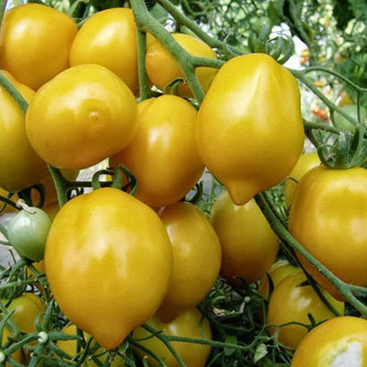 Plant de Tomate Citron