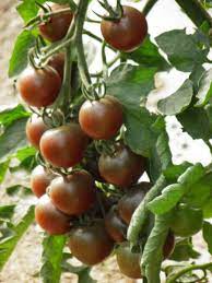 Plant de Tomate Black Cherry