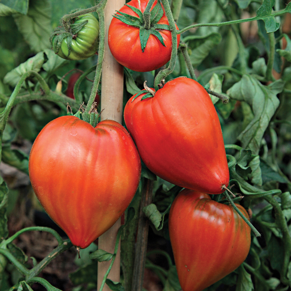 Plant de Tomate Coeur de boeuf