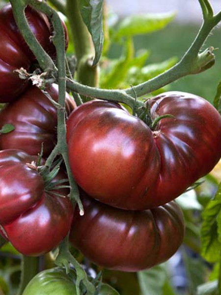 Semences de Tomate Noire de Crimée
