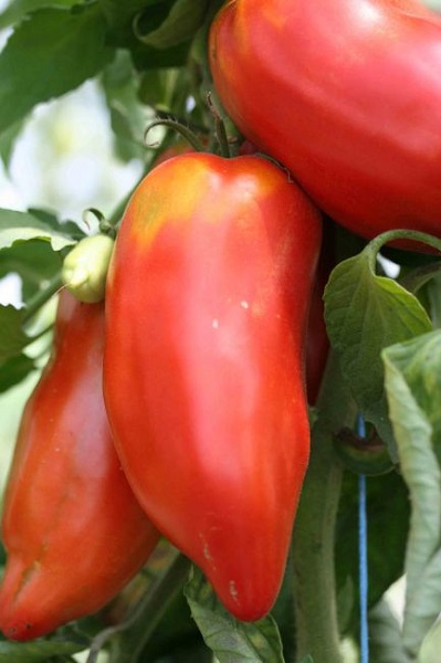 Plant de Tomate "Cornue des Andes"