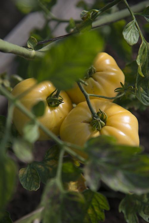 Tomate C½ur de B½uf Blanche