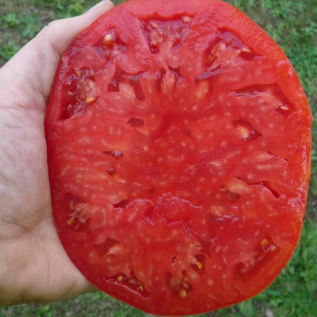 Tomate Cœur de Bœuf Dupuy