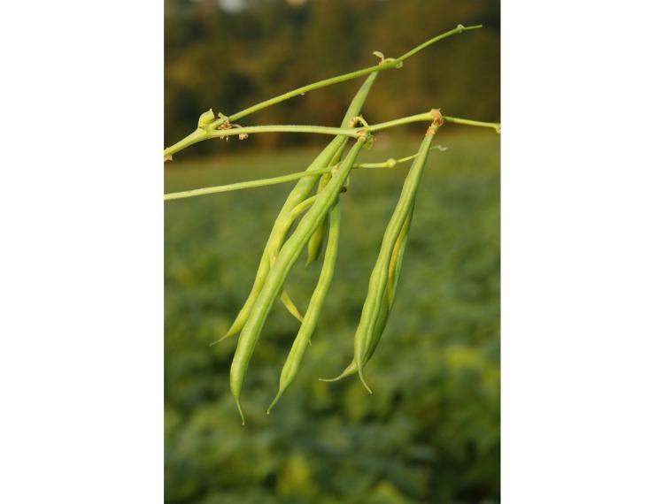 HARICOTS VERTS 500 GRS