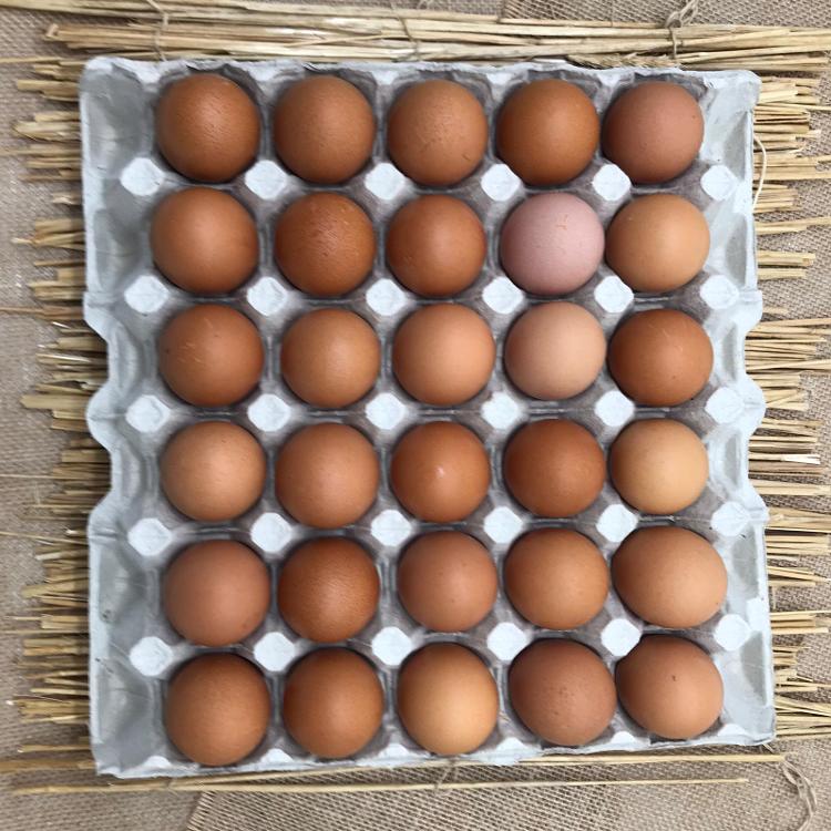 Plateau d'œufs de poule fermier plein air *30
