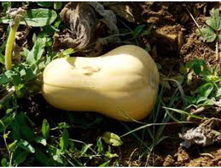 1 COURGE BUTTERNUT