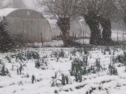 le jardin sous la neige