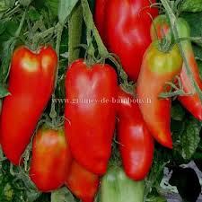Tomates anciennes "Andine cornue"