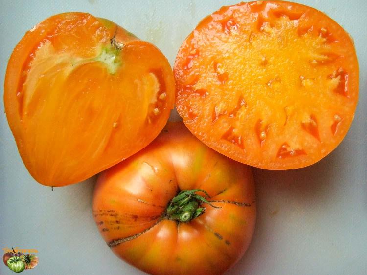 Tomates anciennes " coeur de boeuf orange"