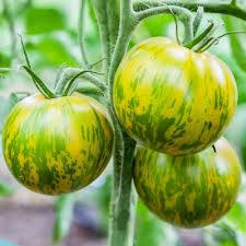 Tomates anciennes green zebra