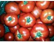 PROMO Tomates rondes PAOLA